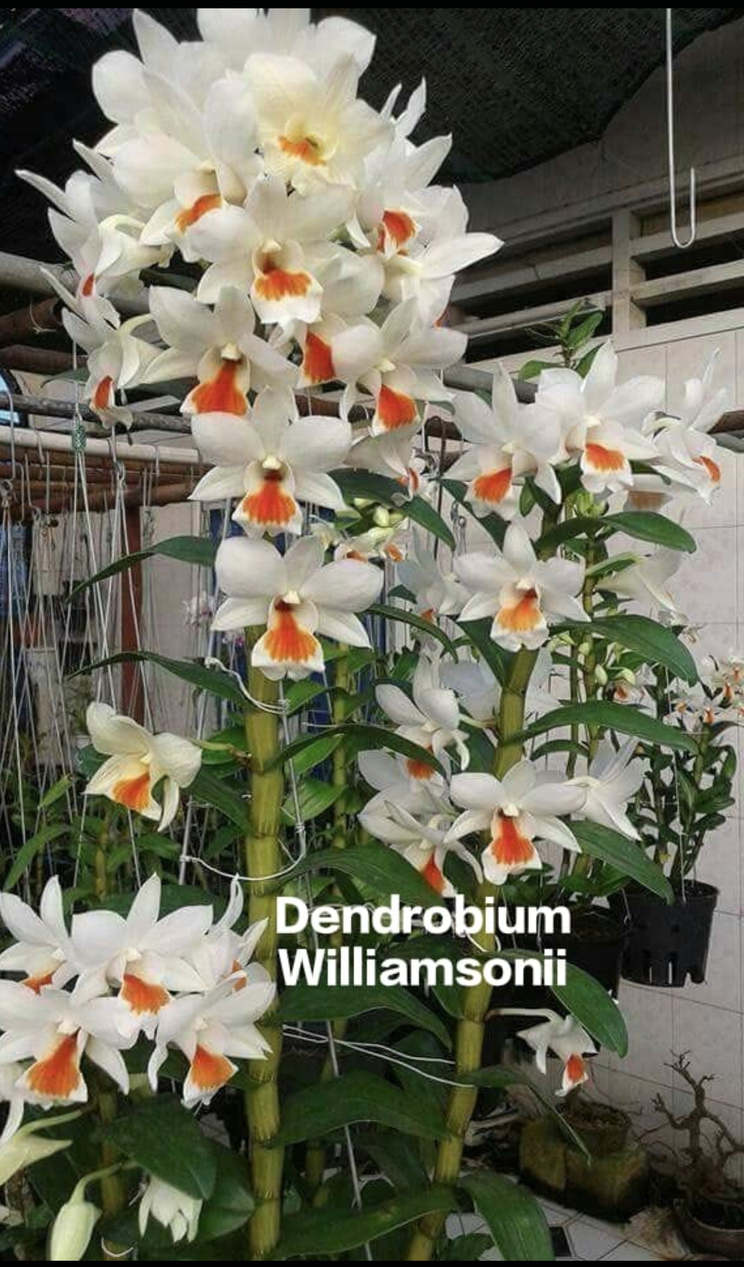 Dendrobium Williamsonii