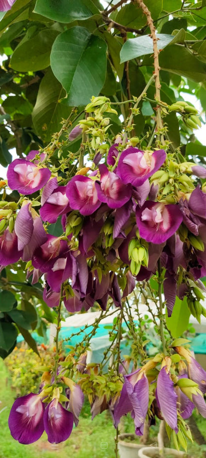 Clitoria arbora plant