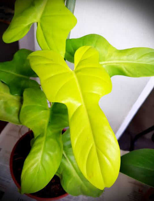 Philodendron Golden Violin plant