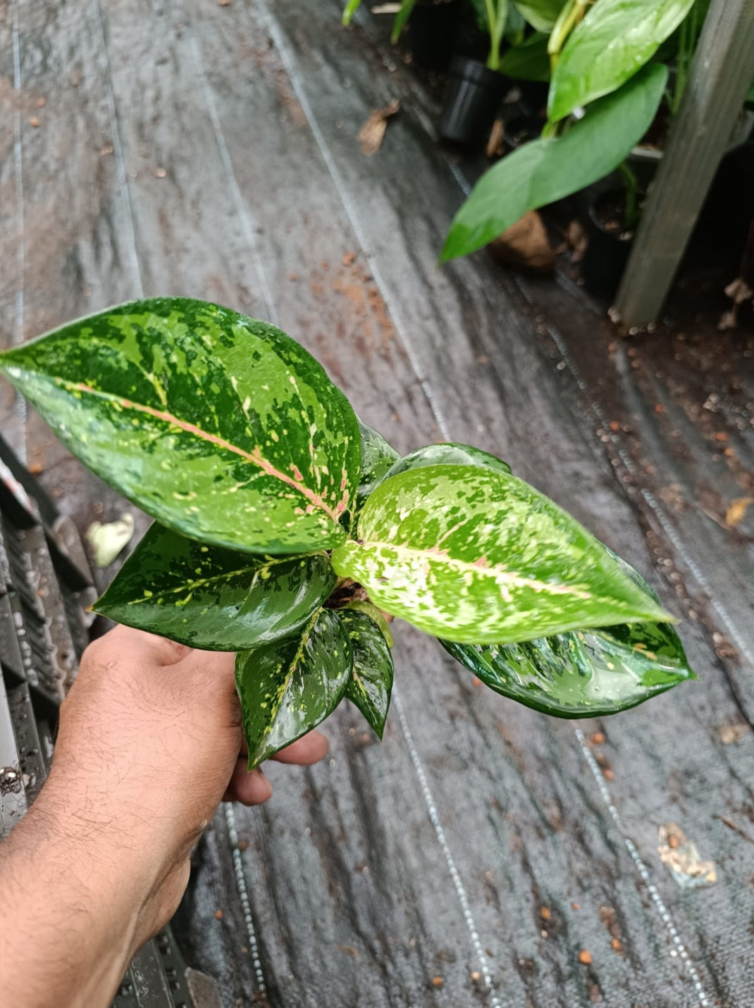 10 carrot Aglonima plant