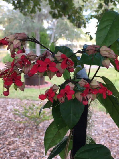 Red Bleeding heart vine