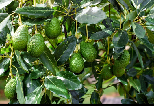 Avacado fruit plant