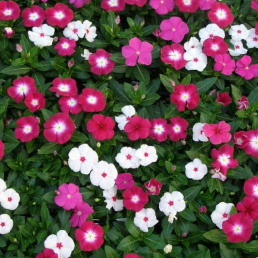 Vinica Pacifica yoda mix hybrid Summer Flower seeds