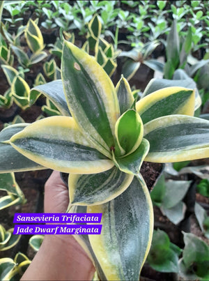 sansevieria jade marginata Sensevieria Trifaciata Jade Dwarf Marginata – ASHIYANA STORE