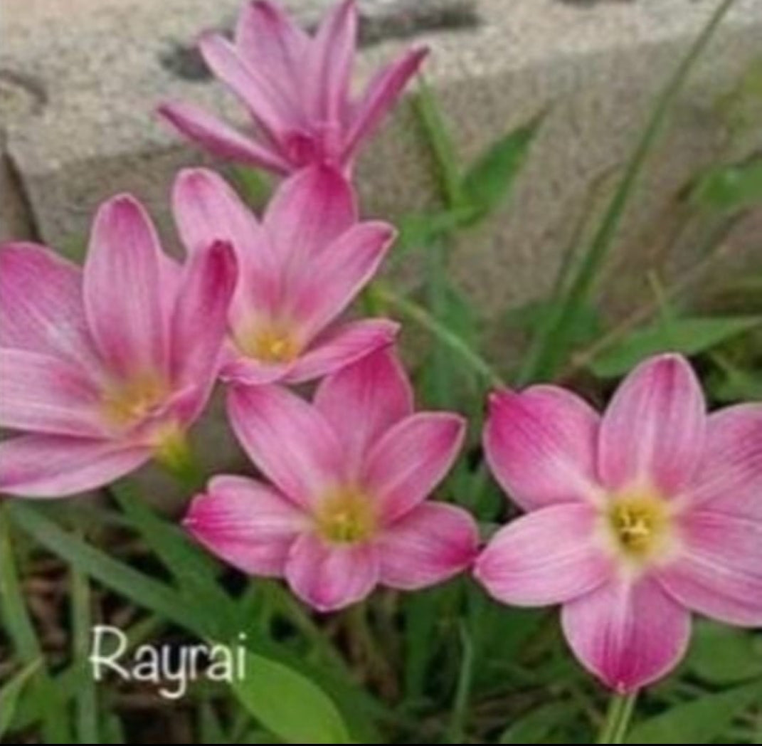 Rayrai rain Lily bulb