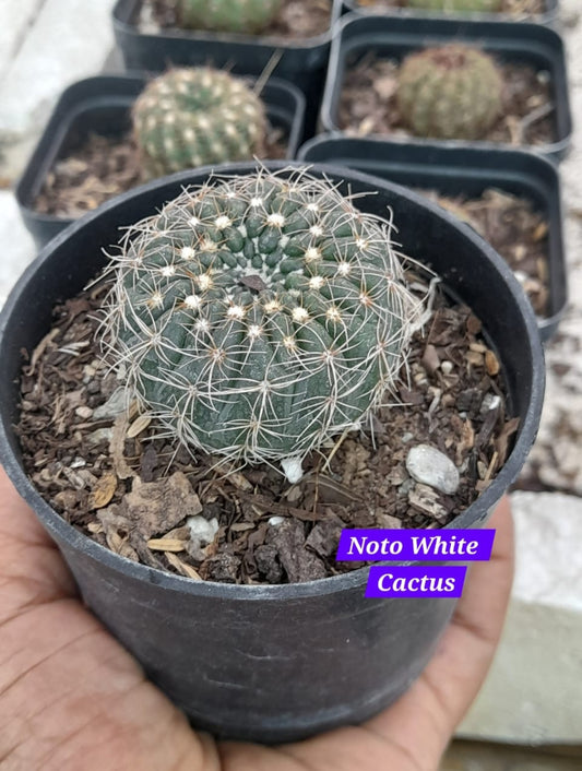 Noto White Cactus 25