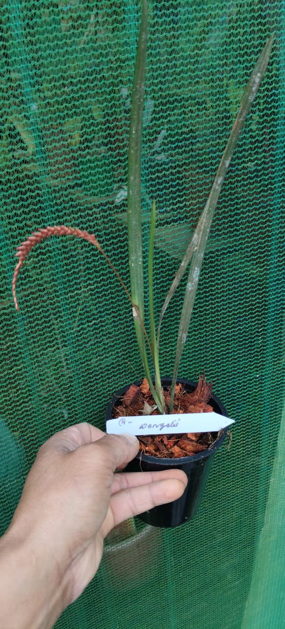 Dendrochilum Wenzelii
