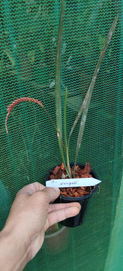 Dendrochilum Wenzelii