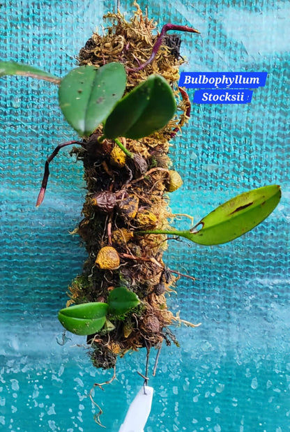 Bulbophyllum Stocksii