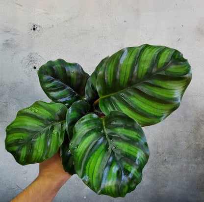 Calathea Fasciata