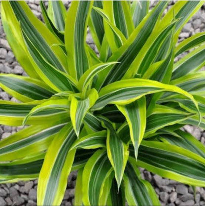 Dracaena plant