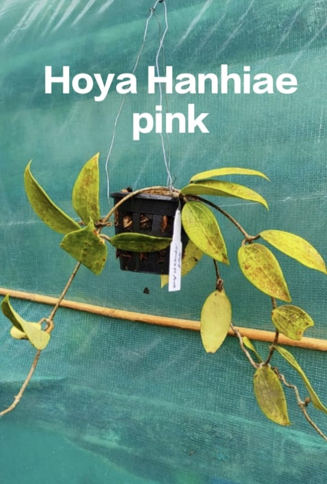 Hoya Hanhiae Pink