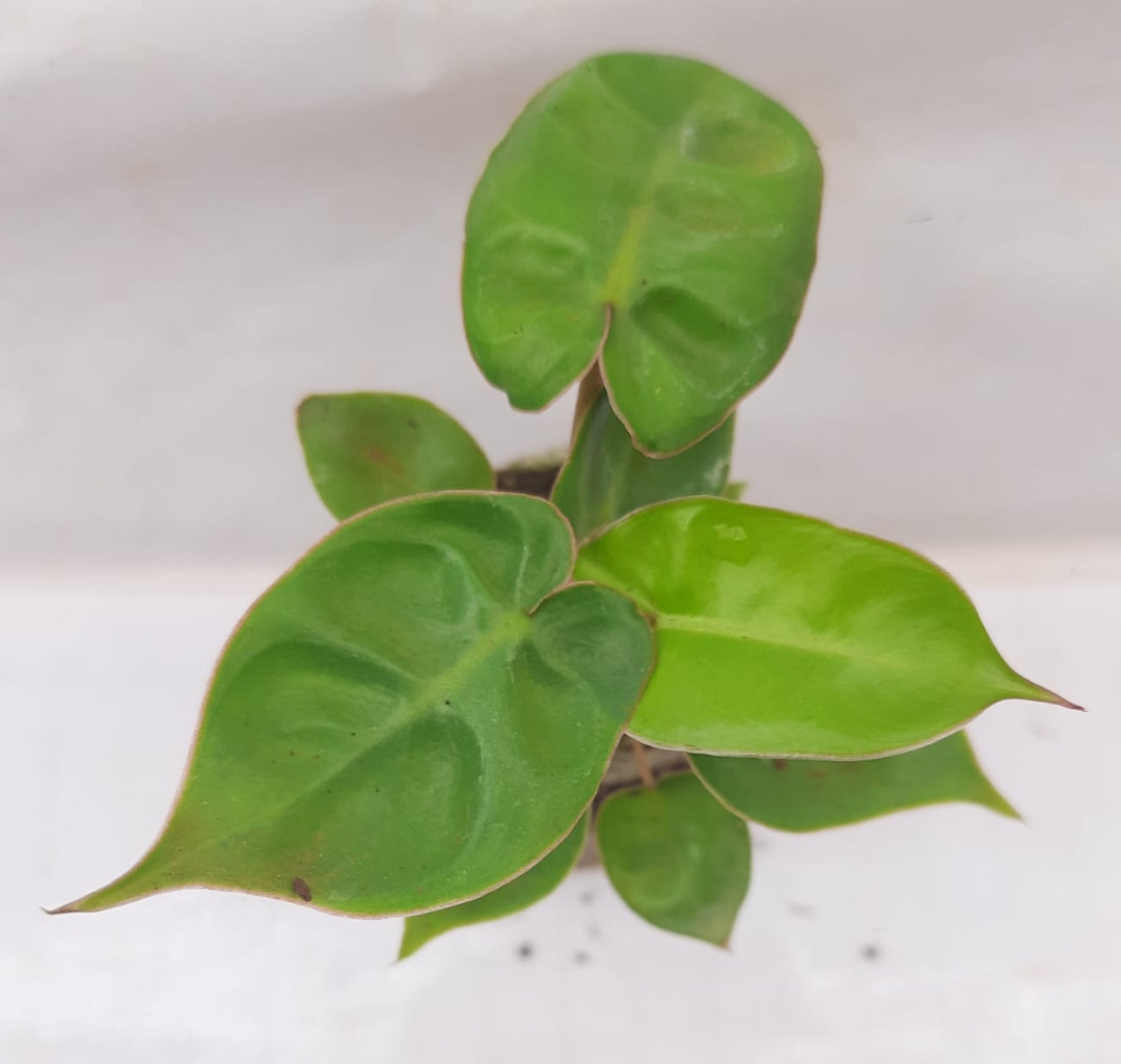 Billitae philodendron plant| Indoor plants