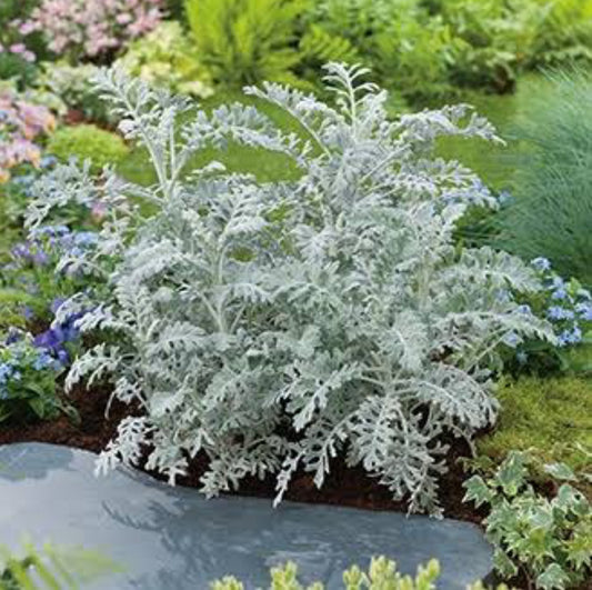 Cinereria Martima Silver dust winter Flower seeds