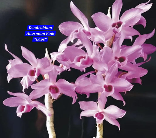 Dendrobium Anosmum Pink Laos