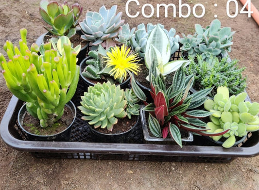 Succulent plant combo pack