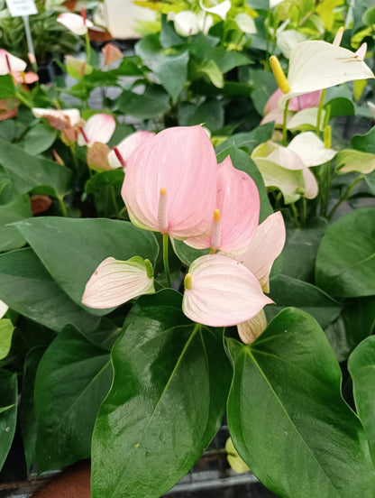 Anthurium light pink plant