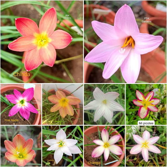 Cheapest price rain Lily bulb combo
