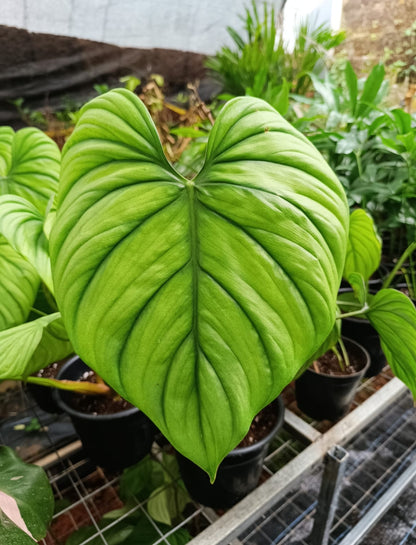 SP Columbia Philodendron plant