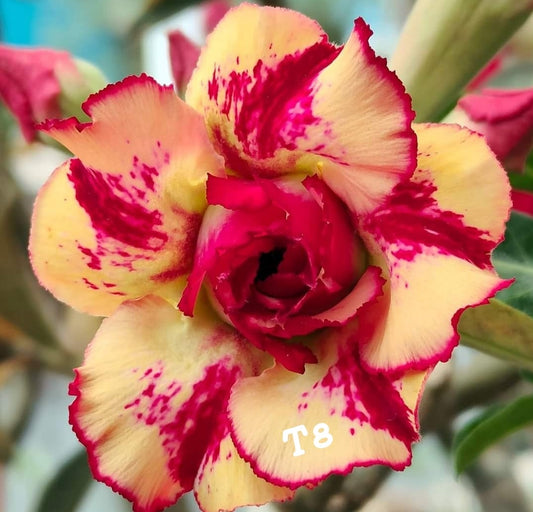 Adnium plant florist red stripe with light yellow colour