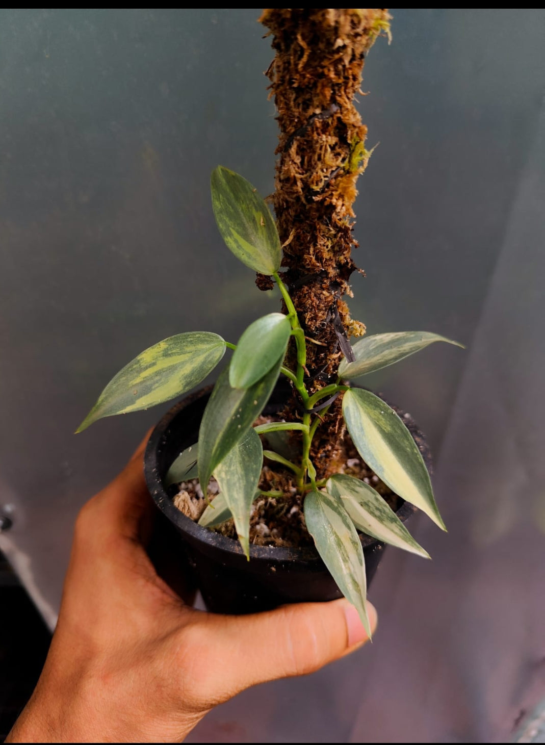 Philodendron Silver sword Veriegated (Semishade)