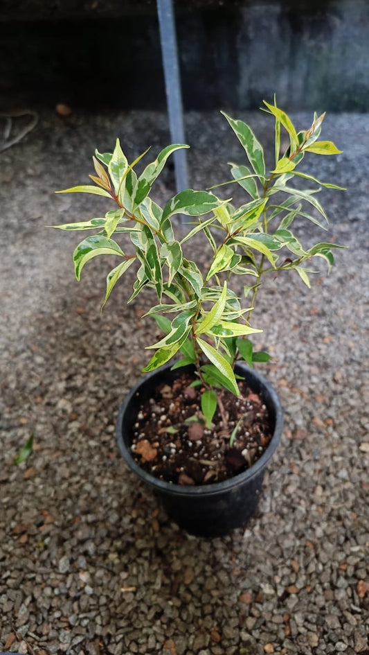 Eugenia variegated