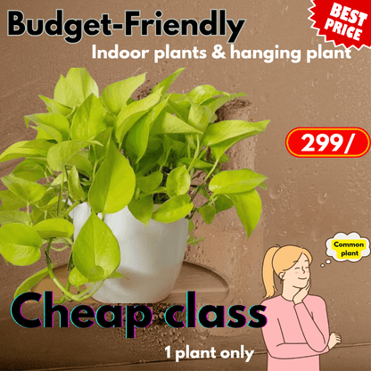 Best suggestion staring at 299