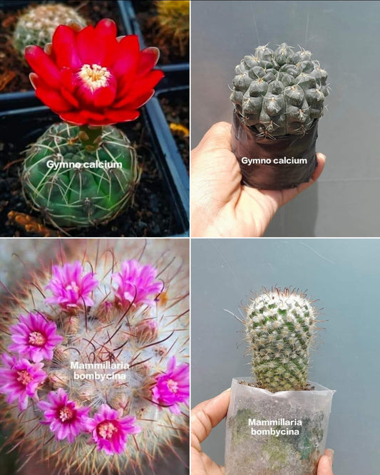 Gymnocalycium Cactus (Pack of 4)