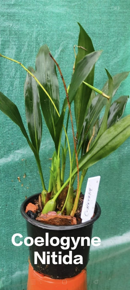 Coelogyne Nitida