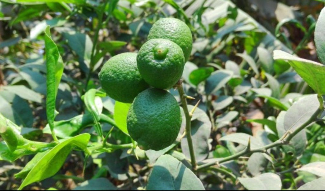 Acid lime fruit plant