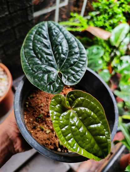 Anthurium Luxurians Dark Form