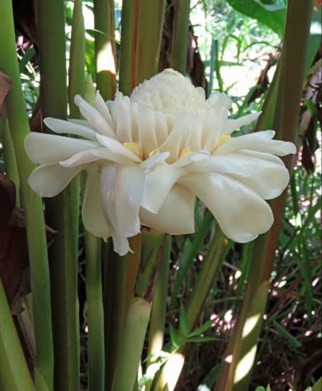 White torch ginger plant