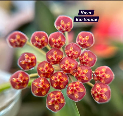 Hoya Burtoniae