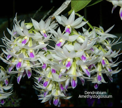 Dendrobium Amethystoglossum