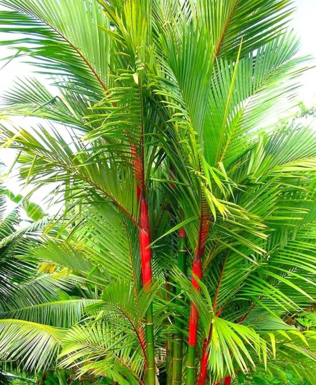 Red plam landscaping plant