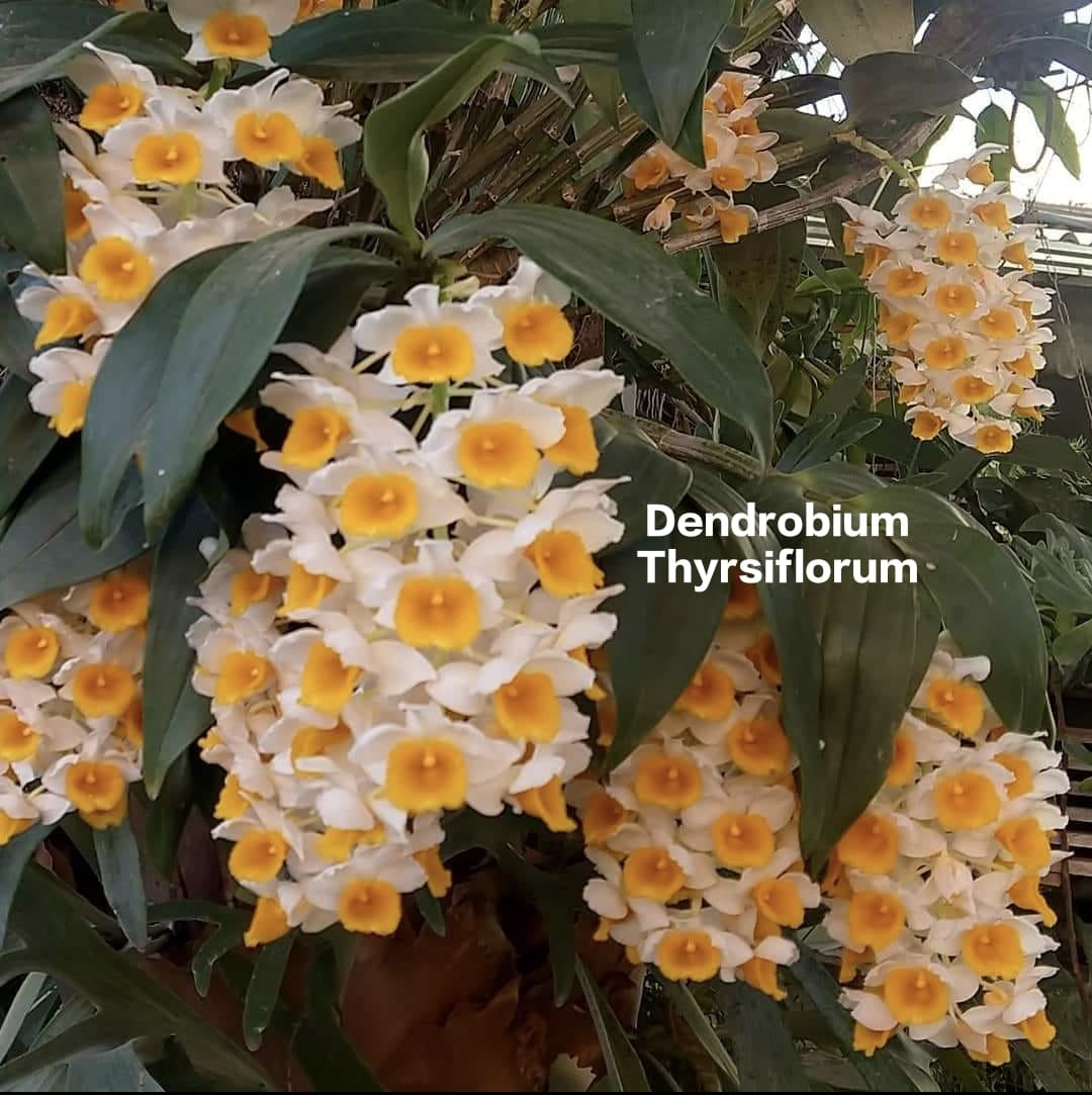 Dendrobium Thyrsiflorum