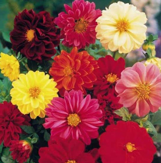 Dahlia Unwins Hybrid winter Flower seeds