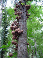 Cannon ball tree fruit plant