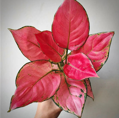 pink katrina aglaonema Agloanima Pink Katrina (Semishade plant) – ASHIYANA STORE