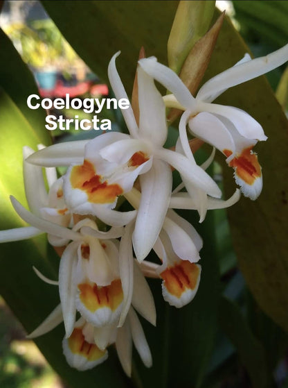 Coelogyne Stricta