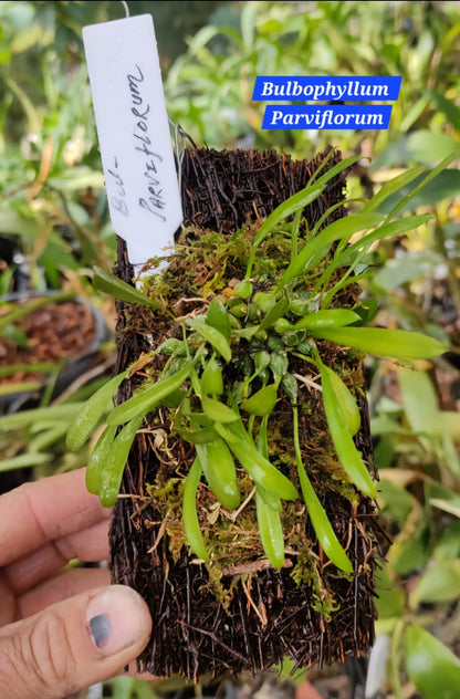 Bulbophyllum Parviflorum