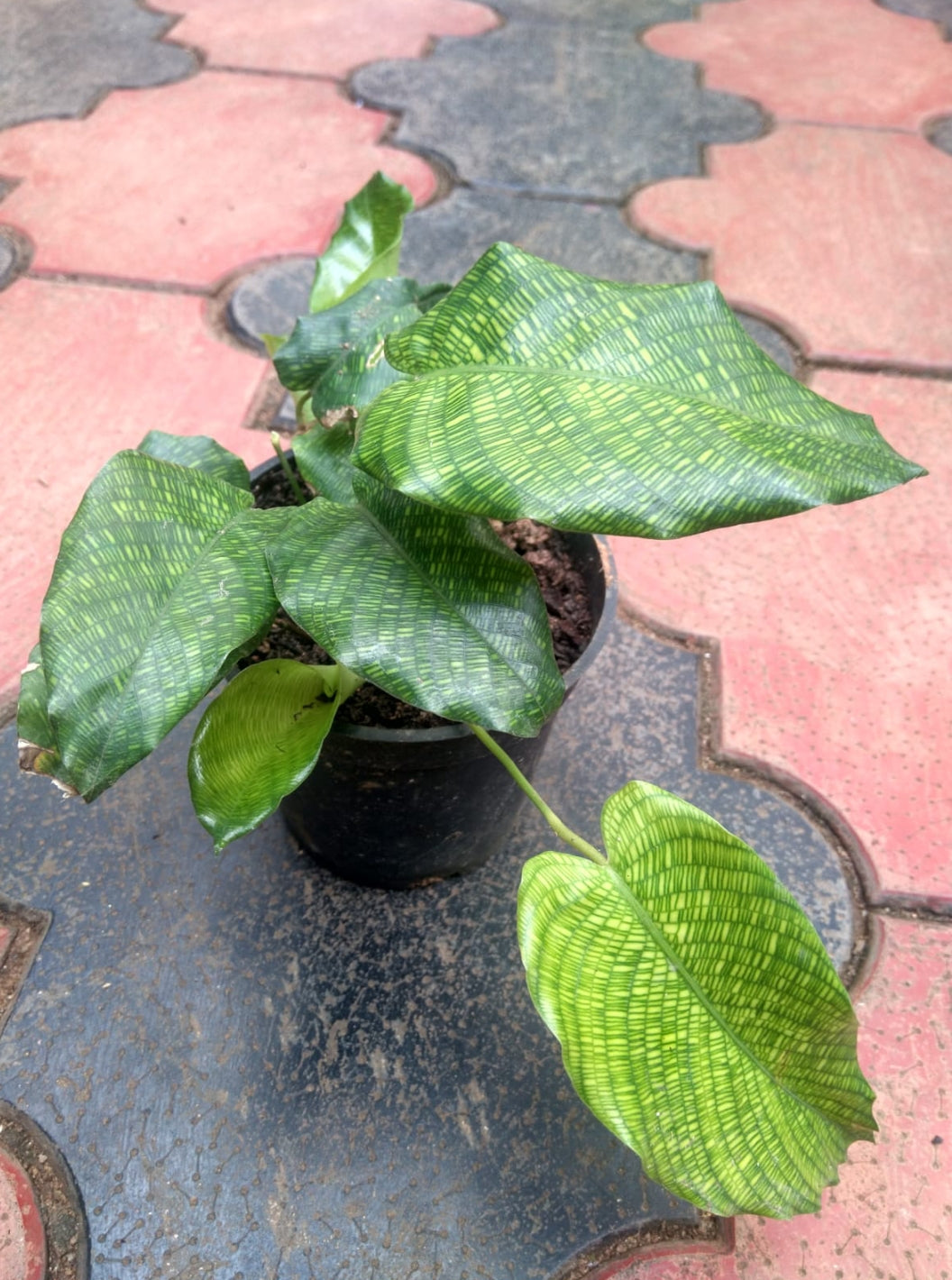 Calathea Musaica - Network