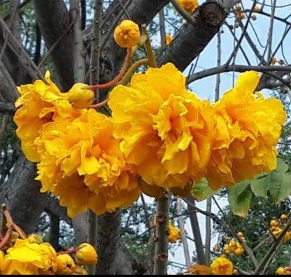 Yellow cotton tree plant