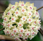Hoya Parasitica (Creeper Outdoor)