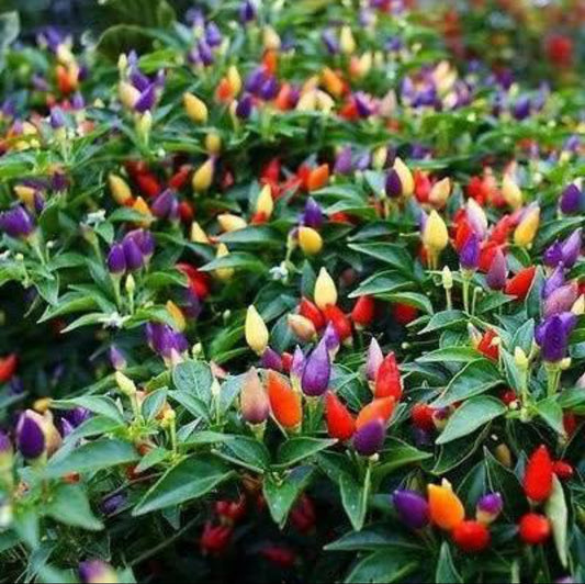 Capsicum Choice mix summer Flower seeds