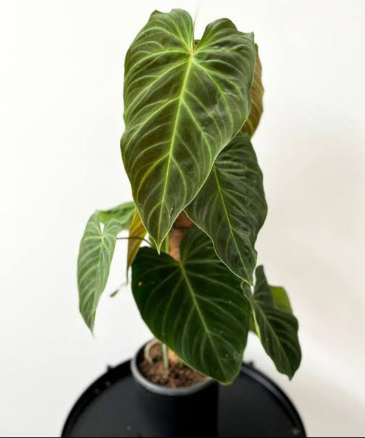 Philodendron Splendid plant (Semishade)