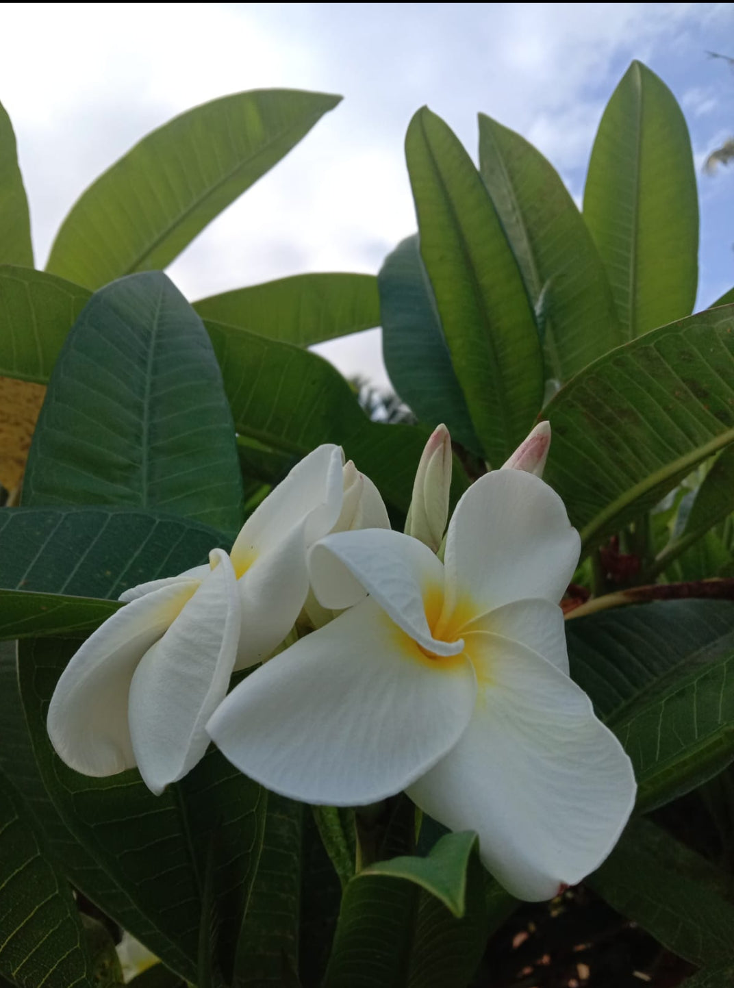 Pulmaria plant white Circle yellow (Shrub Plant)