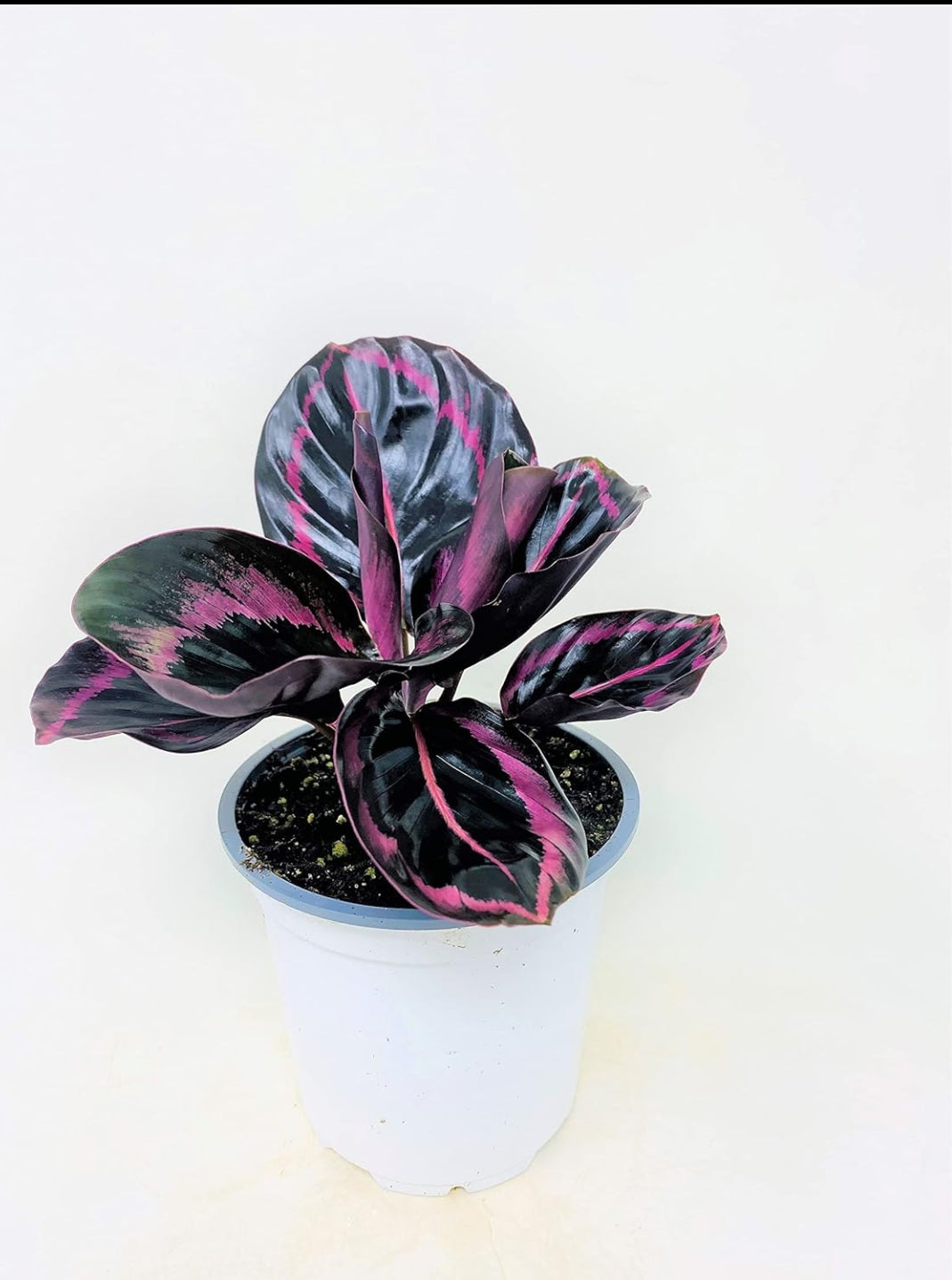 Calathea Dottie Plant