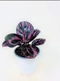 Calathea Dottie Plant