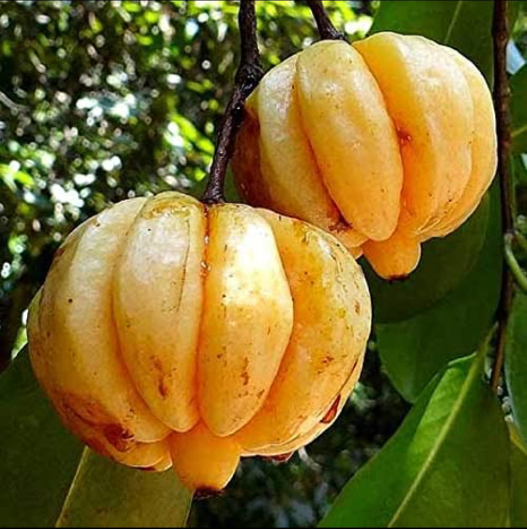 Kudampuli fruit plant